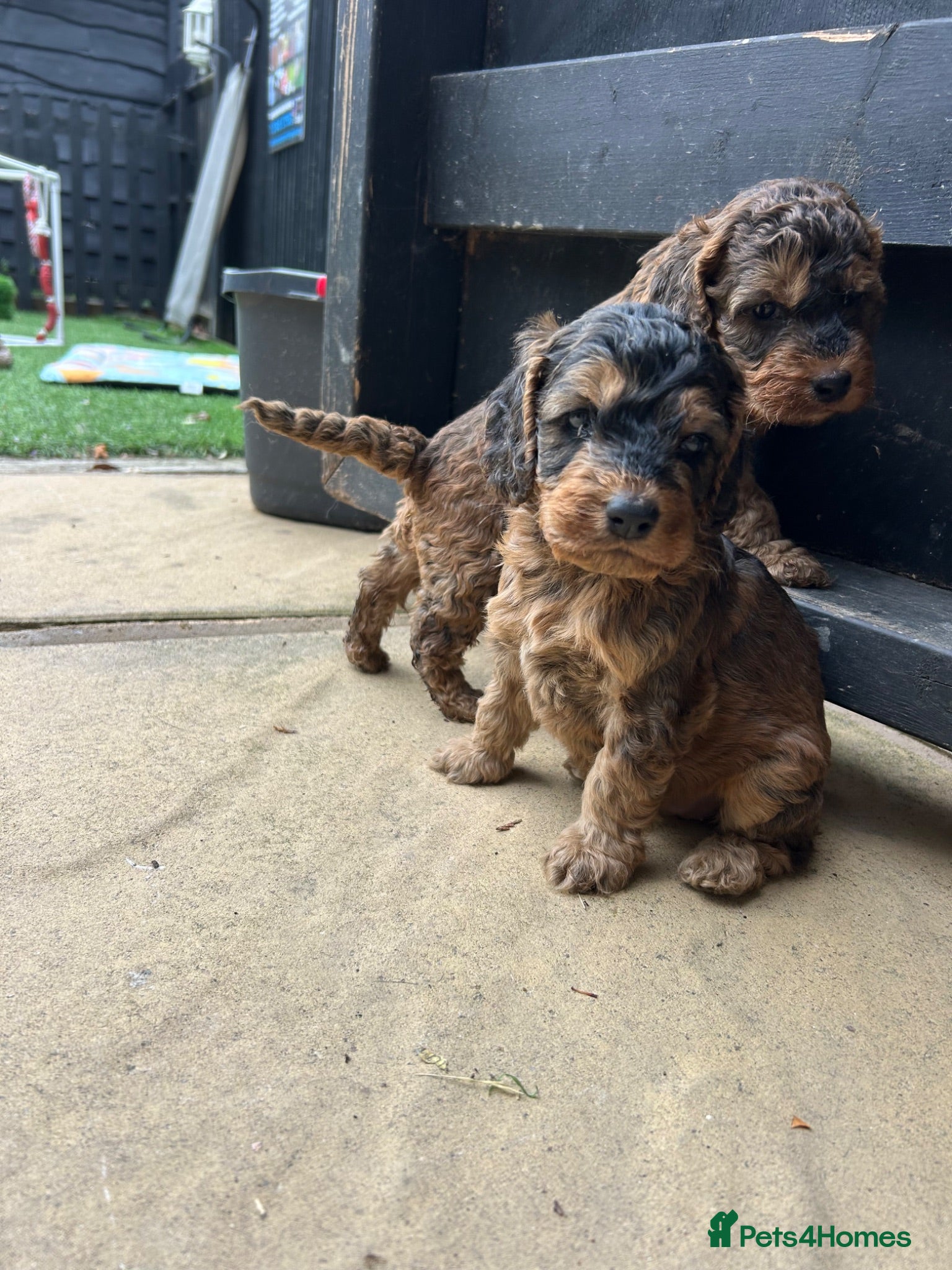 Cockapoo dogs Two stunning girls available  - Advert 1