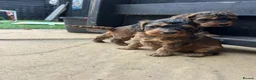 Cockapoo dogs for sale: Two stunning girls available  - Advert 1