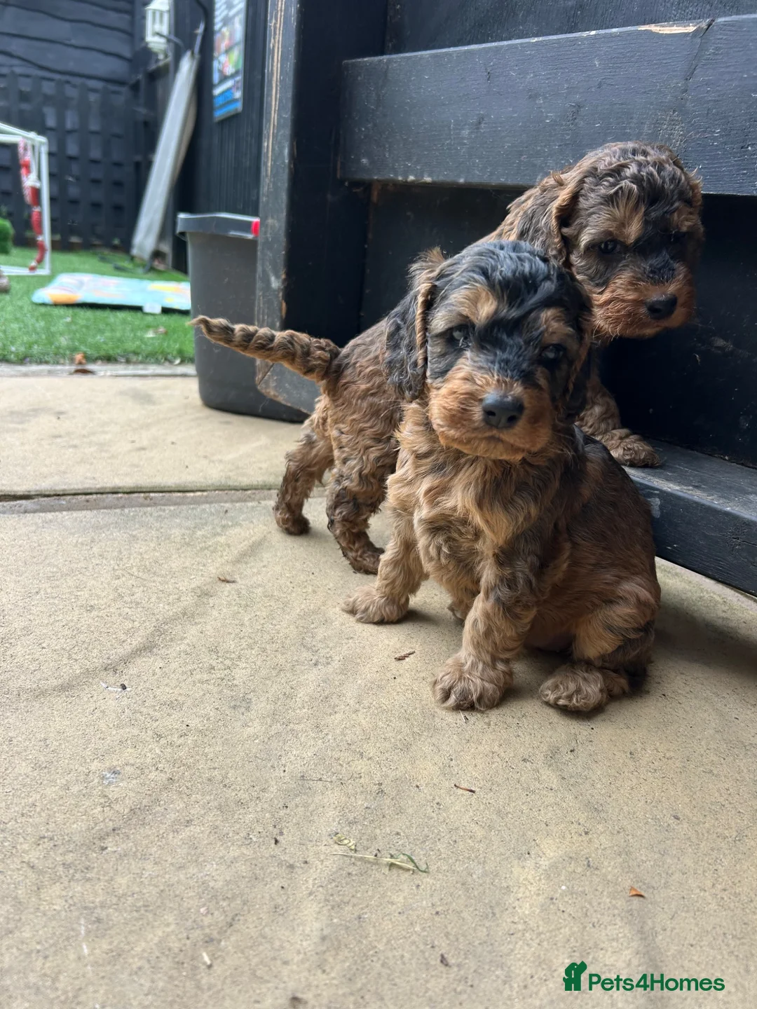Cockapoo dogs for sale: Two stunning girls available  - Advert 1