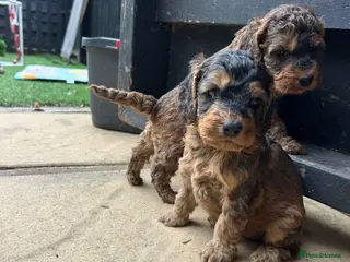 Cockapoo dogs Two stunning girls available - Advert 1