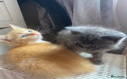Ragdoll cats for sale: stunning ragdoll kittens - Image 19
