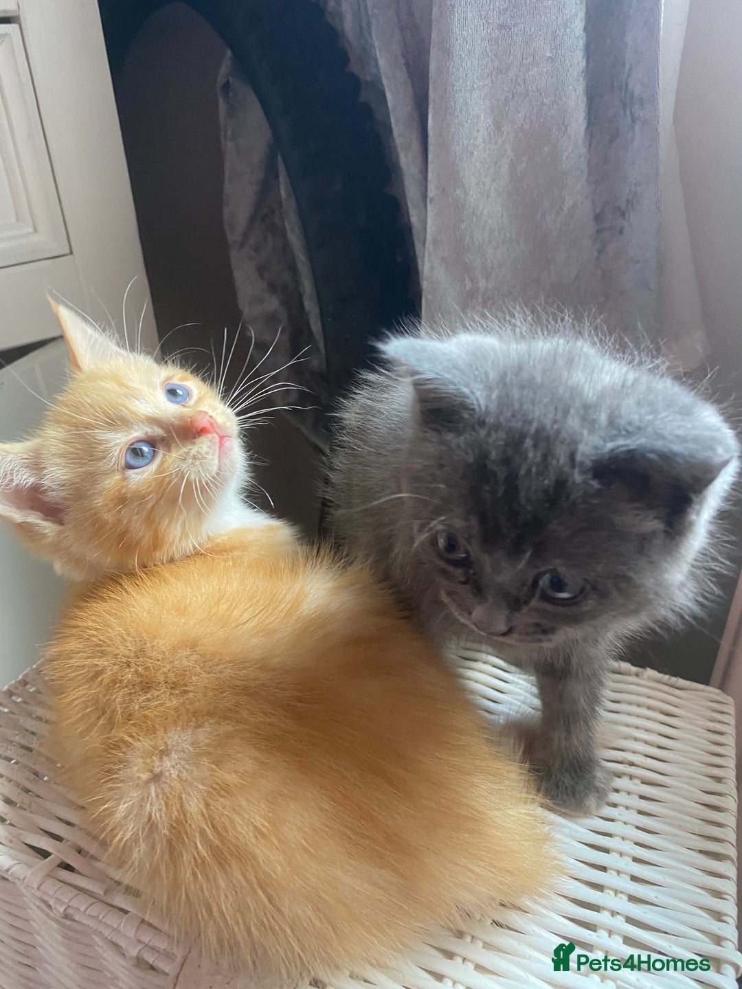 Ragdoll cats for sale: stunning ragdoll kittens - Image 19