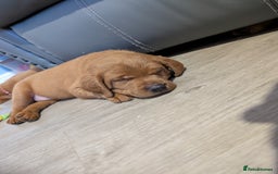Labrador Retriever dogs for sale: 5*Licenced home breeder fox red lab working lines  - Image 10