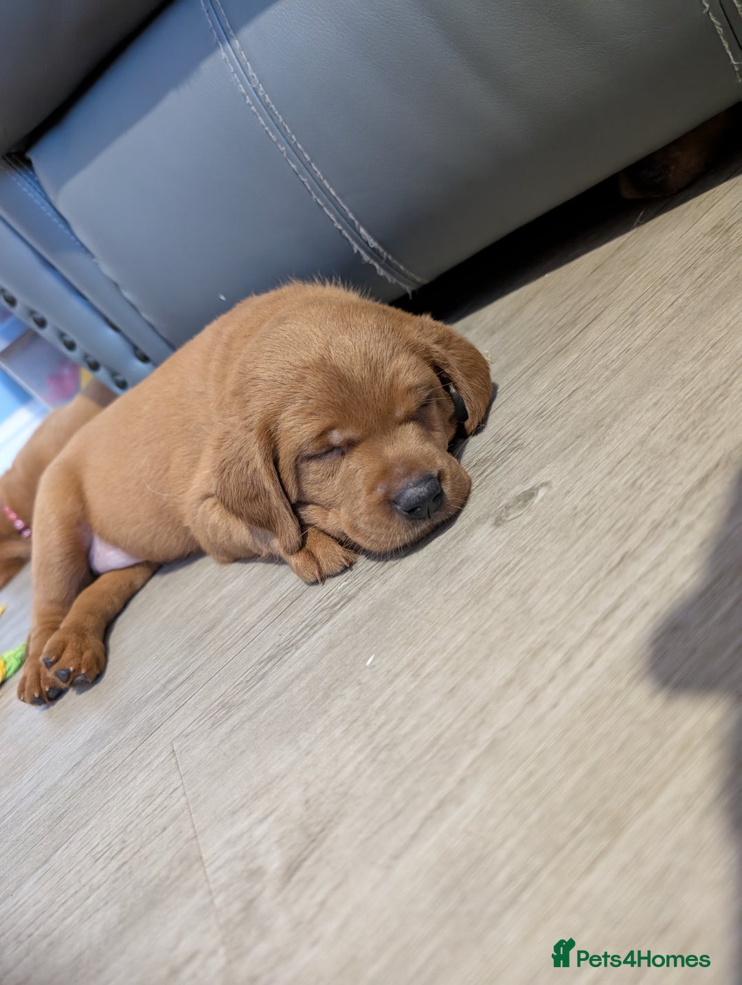 Labrador Retriever dogs for sale: 5*Licenced home breeder fox red lab working lines  - Image 10