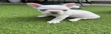 French Bulldog 3