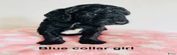 Cockapoo dogs for sale: Stunningly unique health/DNA tested Cockapoos  - Advert 21