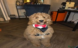 Goldendoodle dogs for stud: STUD * Miniature Golden Doodle STUD* - Image 2
