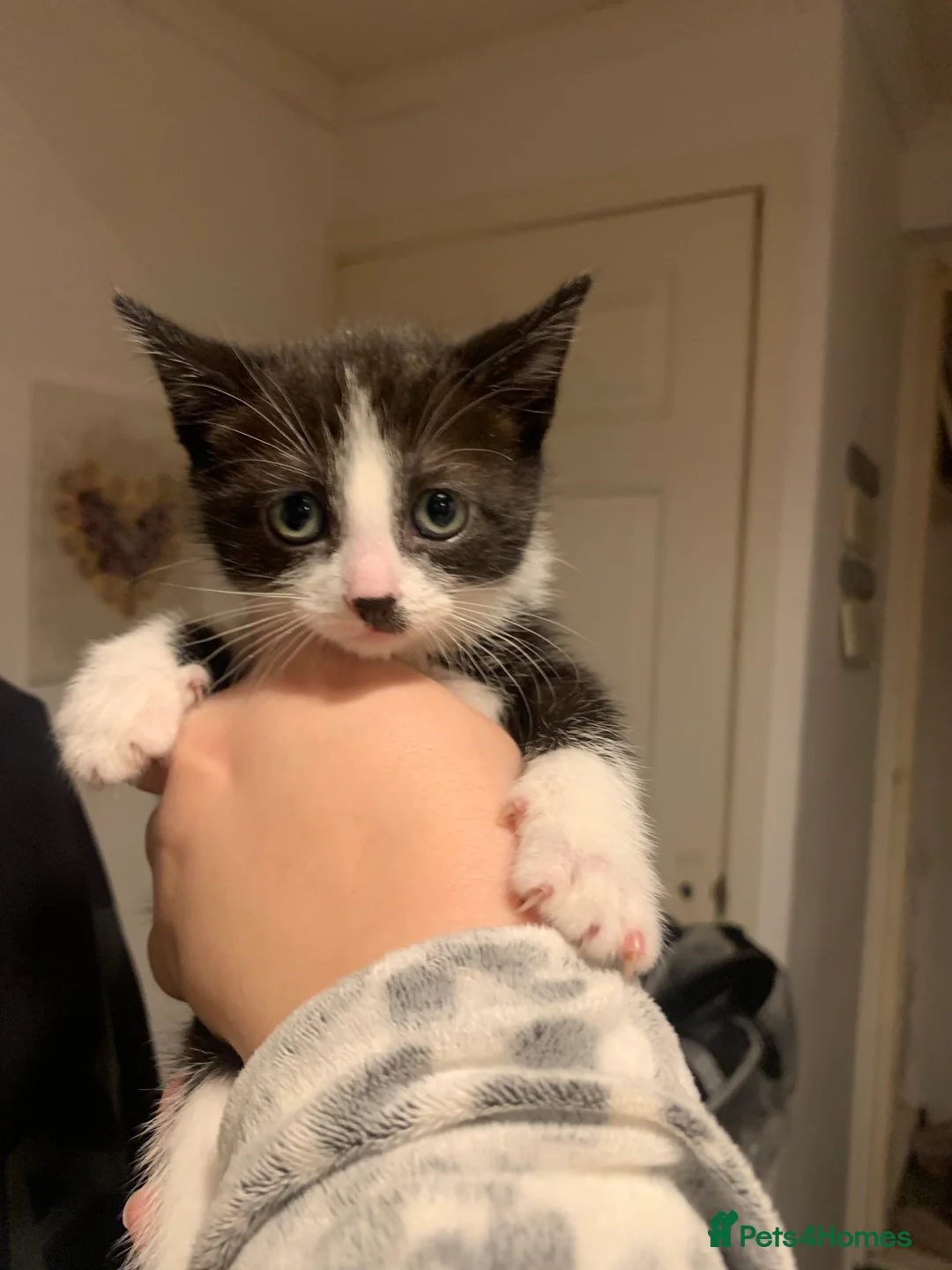 Mixed Breed cats for sale: Two female kittens available  - Advert 2