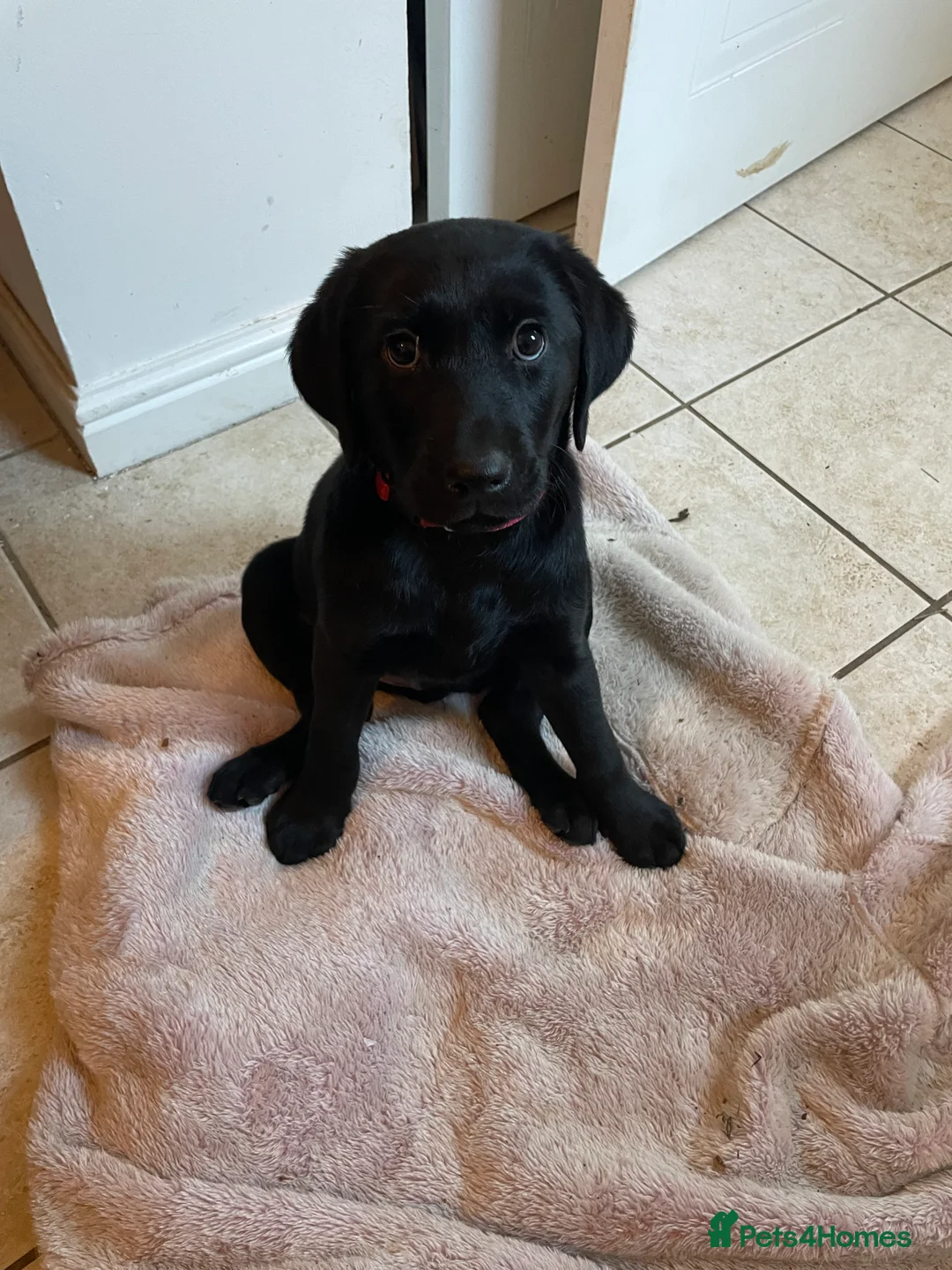 Labrador Retriever dogs for sale: Last Puppy Remaining - One black male - Advert 5
