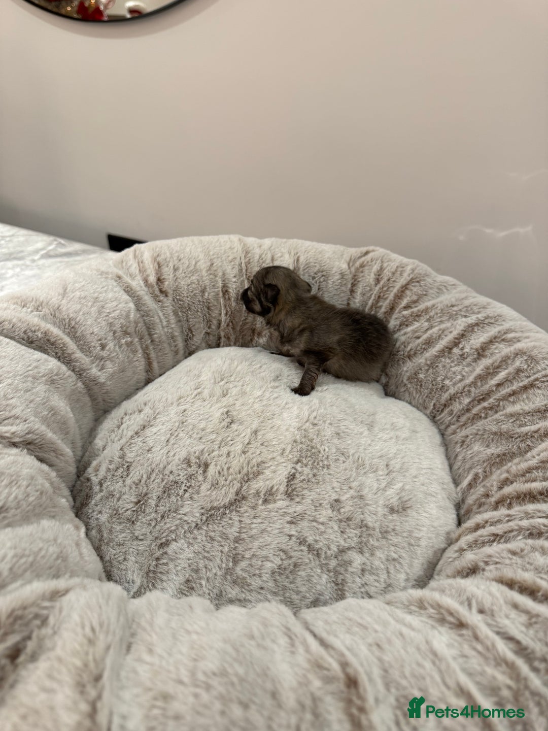 Pomeranian dogs for sale: Teddy Bear Pomerians  - Advert 11