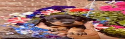 Miniature Dachshund dogs for sale: ready for new homes, pedigree mini dachshund pups - Advert 3