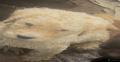 Standard Poodle dogs - Advert 4