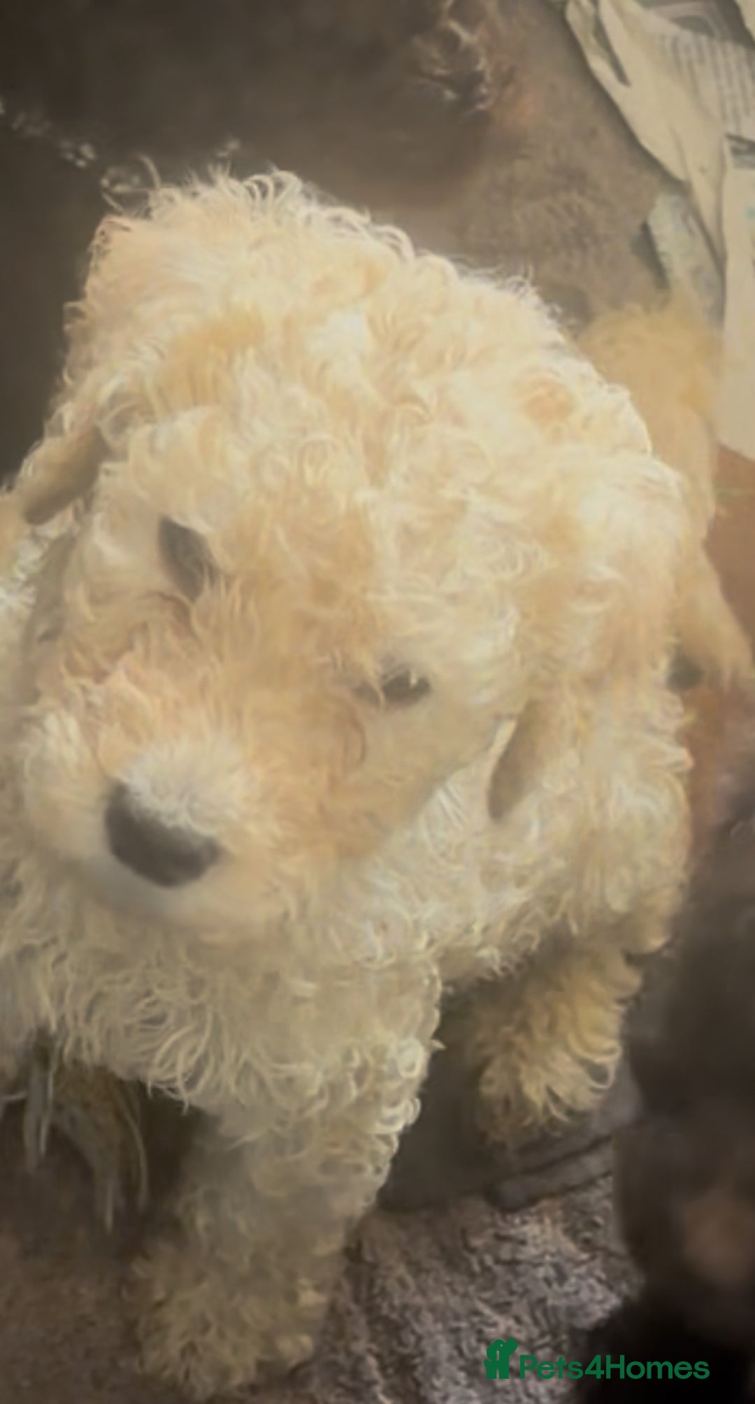 Standard Poodle dogs for sale: Standard poodle puppies - Image 3
