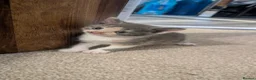 Mixed Breed cats for sale: Tortoise shell kittens - Advert 10
