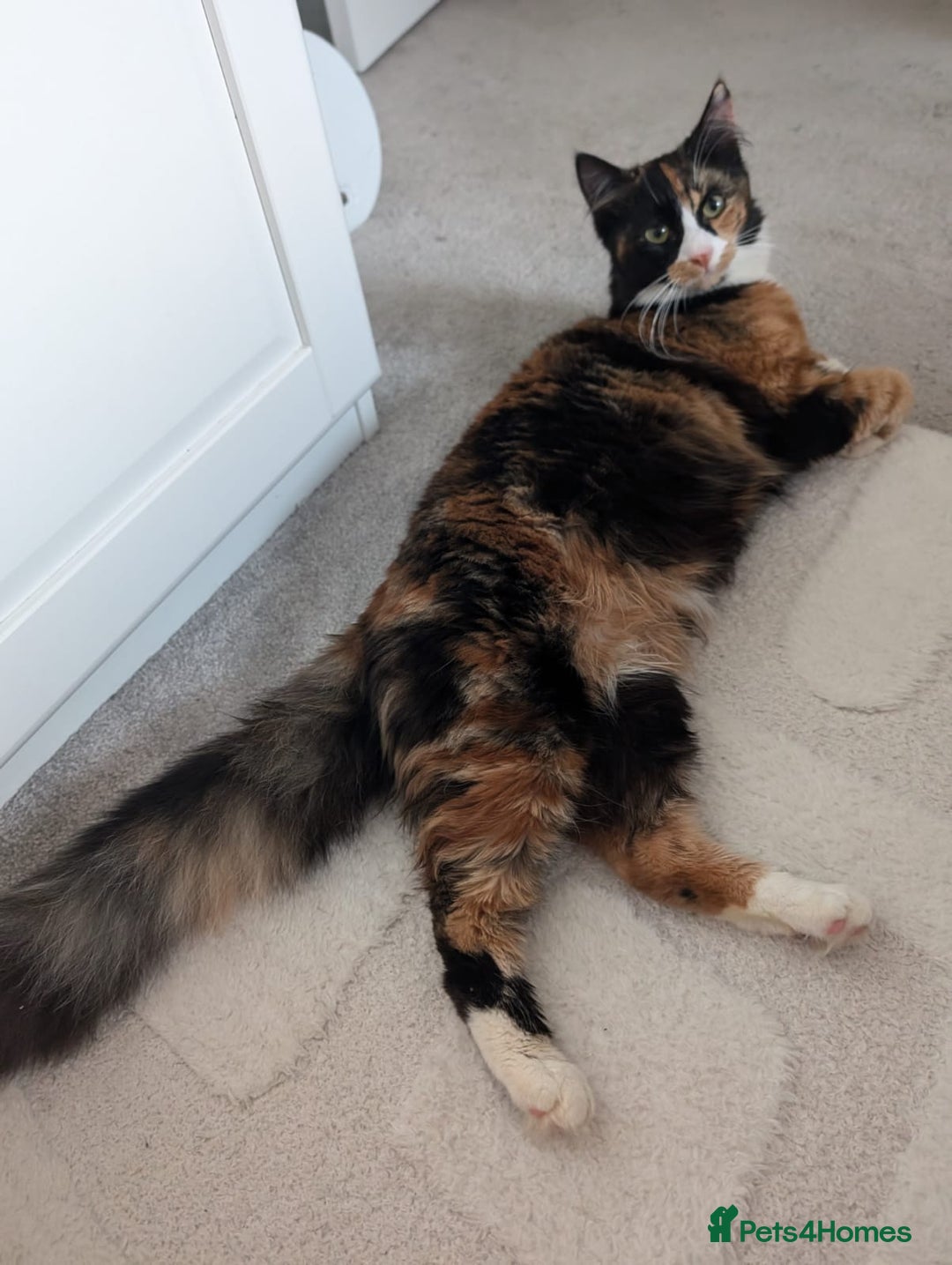 Mixed Breed cats for sale: Cats 🥰 - Image 10