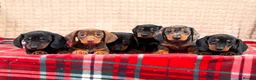 Miniature Dachshund dogs for sale: STUNNING KC MINI DACHSHUND PUPPIES READY NOW  - Advert 4