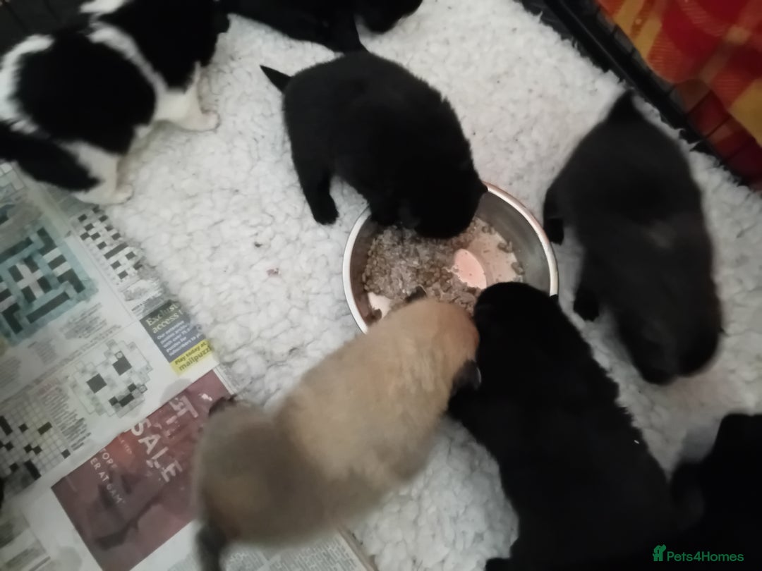 German Spitz dogs for sale: German spitz Mittel - Advert 4