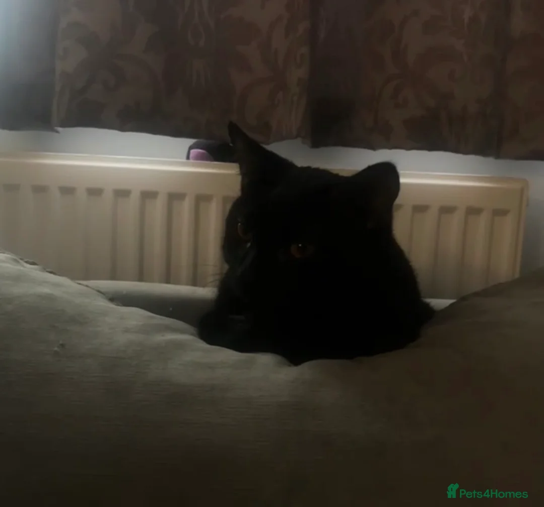 Mixed Breed cats for sale: 3 Beautiful Tabby Month Old Kittens  in Halesowen - Advert 4