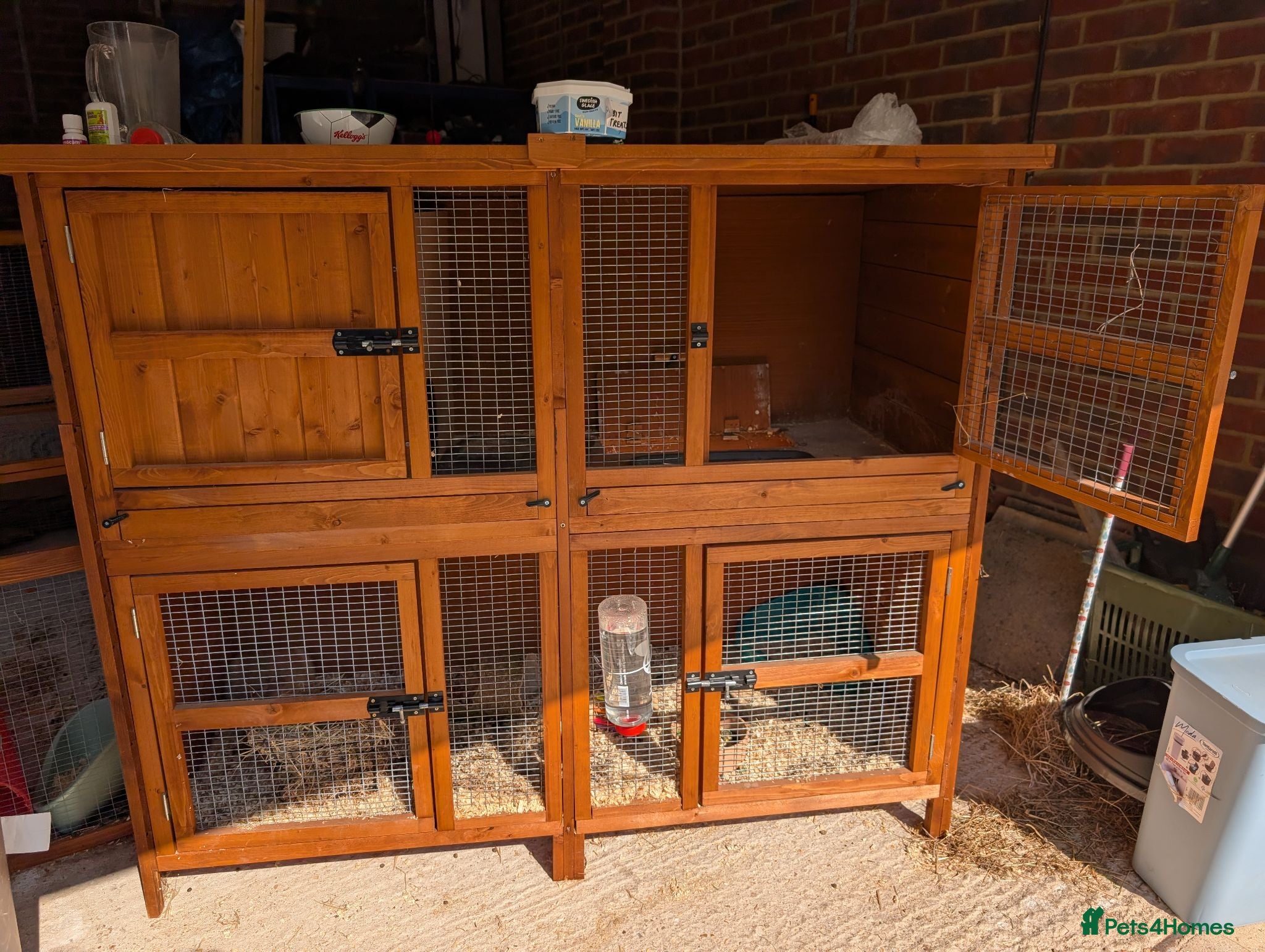 Mini Lop rabbits (rabbit now sold) hutch full set up ONLY - Advert 5