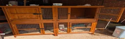Mini Lop rabbits for sale: Mini lop caramel girl rabbit and hutch full set up in Farnborough - Advert 6