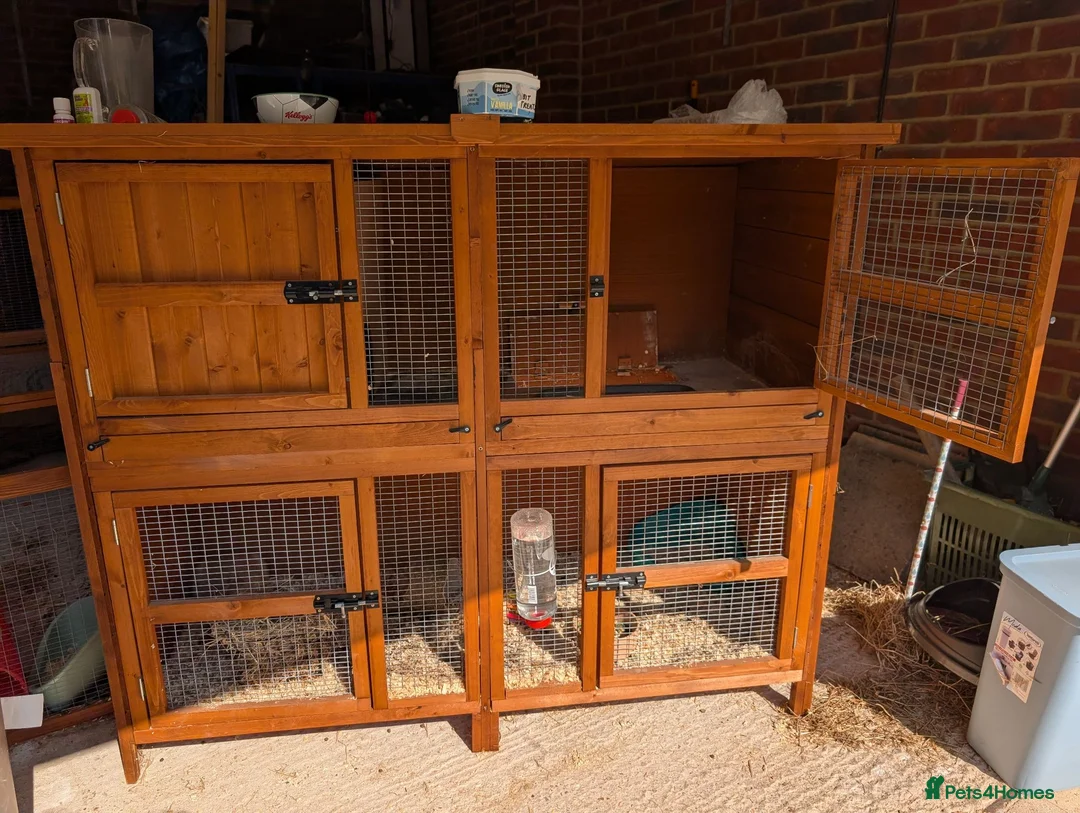 Mini Lop rabbits for sale: (rabbit now sold) hutch full set up ONLY - Advert 1