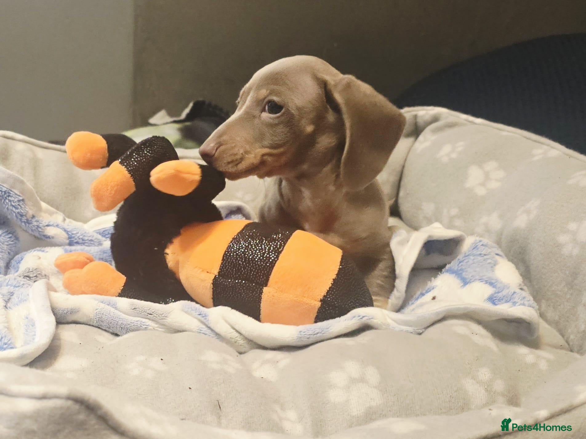 Dachshund dogs Last little legend extra mini Dachshund boy puppy - Advert 13