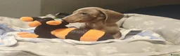 Dachshund dogs for sale: Last little legend extra mini Dachshund boy puppy - Advert 1