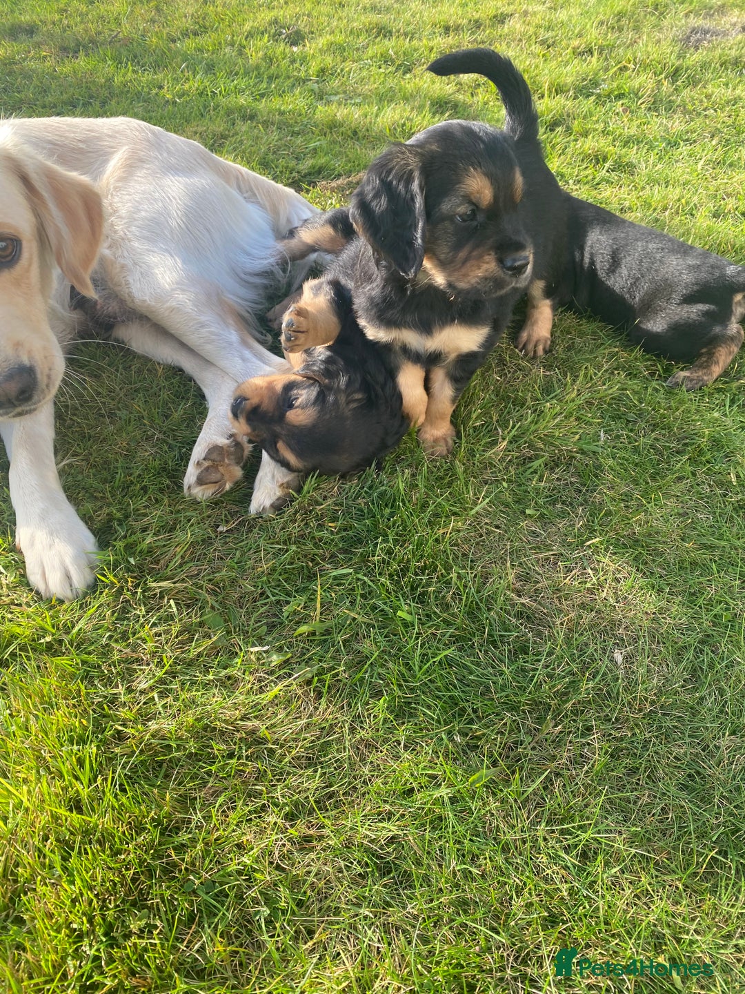 Mixed Breed dogs for sale: 8 Beautiful pups looking their forever home🥰 - Image 12