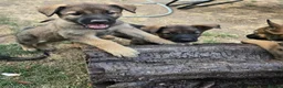 Mixed Breed dogs for sale: Belgium shepherd puppies  - Advert 12