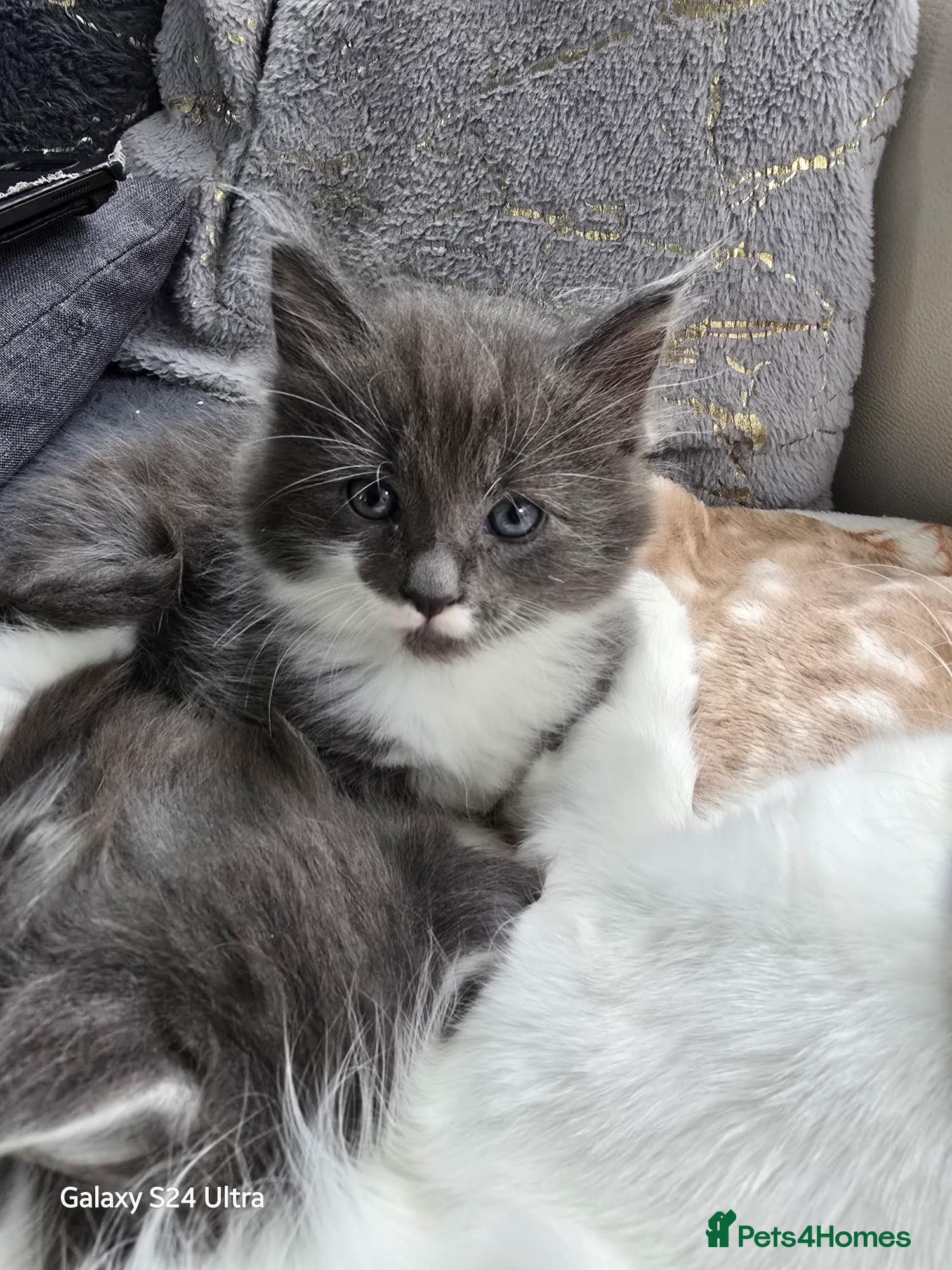 Mixed Breed cats Maine Coon mixed breed - Advert 8