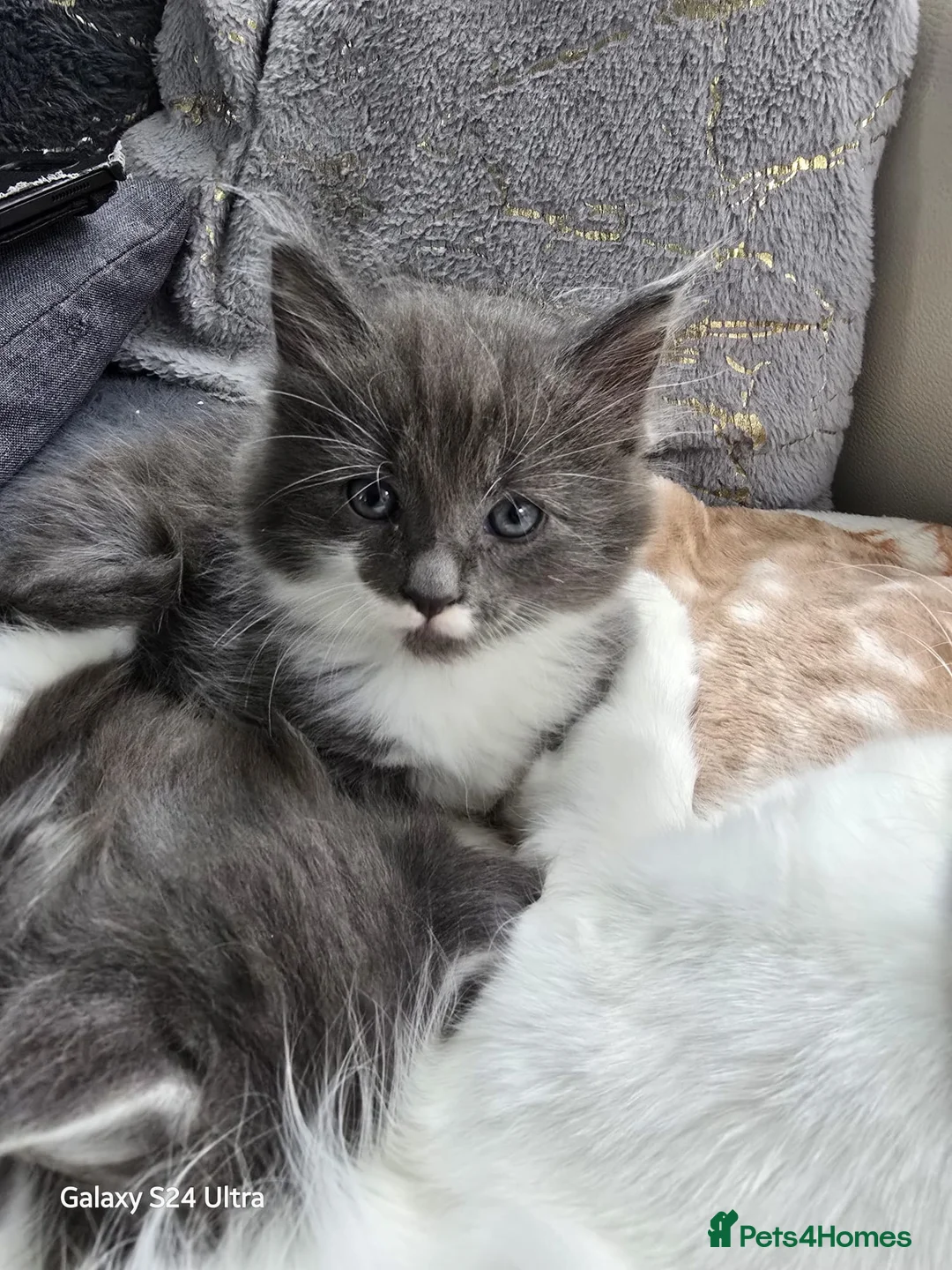Mixed Breed cats for sale: Maine Coon mixed breed - Advert 1