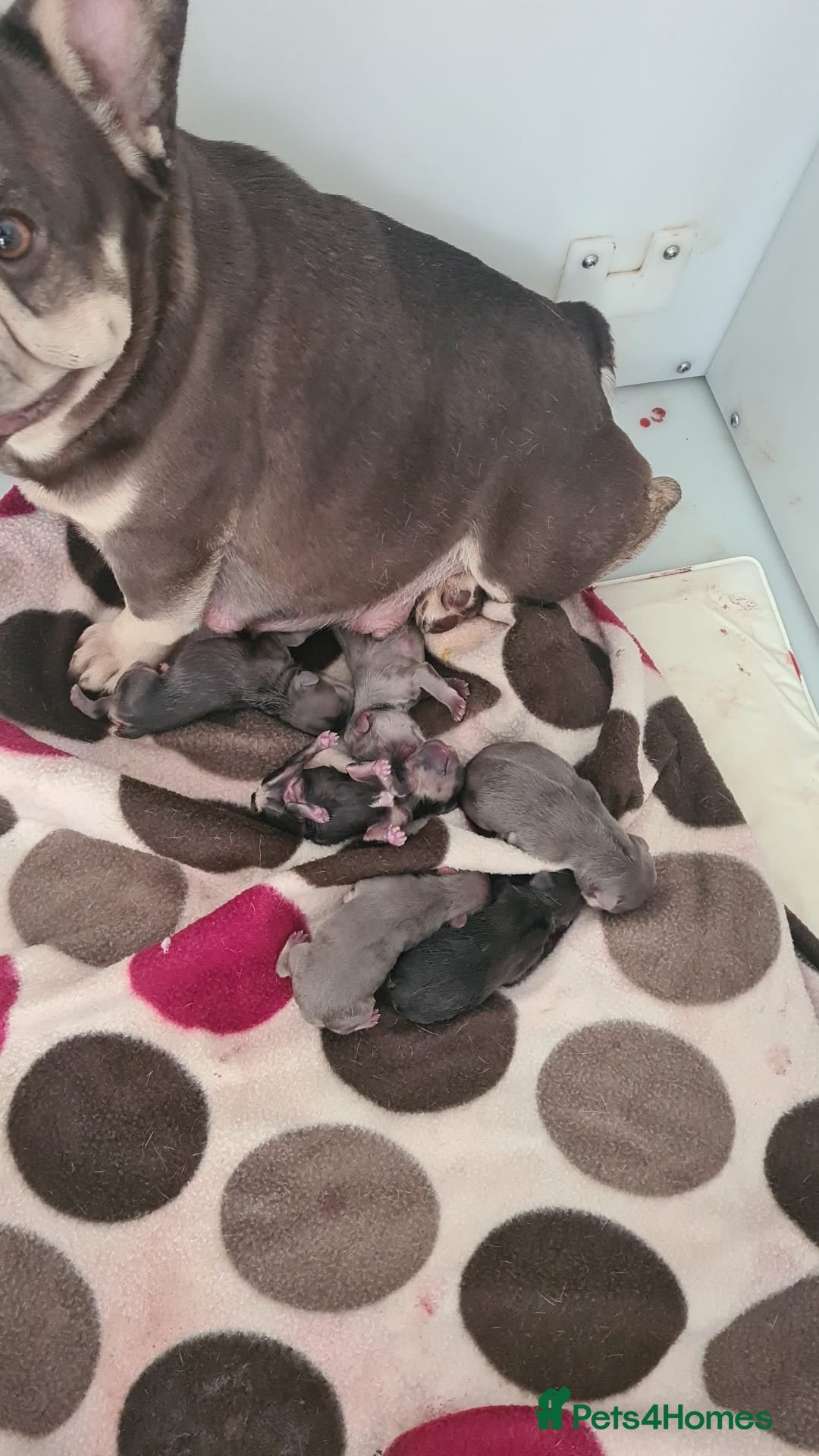 French Bulldog dogs for sale: LAST GIRL Chocolate French Bulldog puppies - Image 12