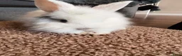 Lionhead rabbits for sale: Lionhead babies in Hereford - Advert 7