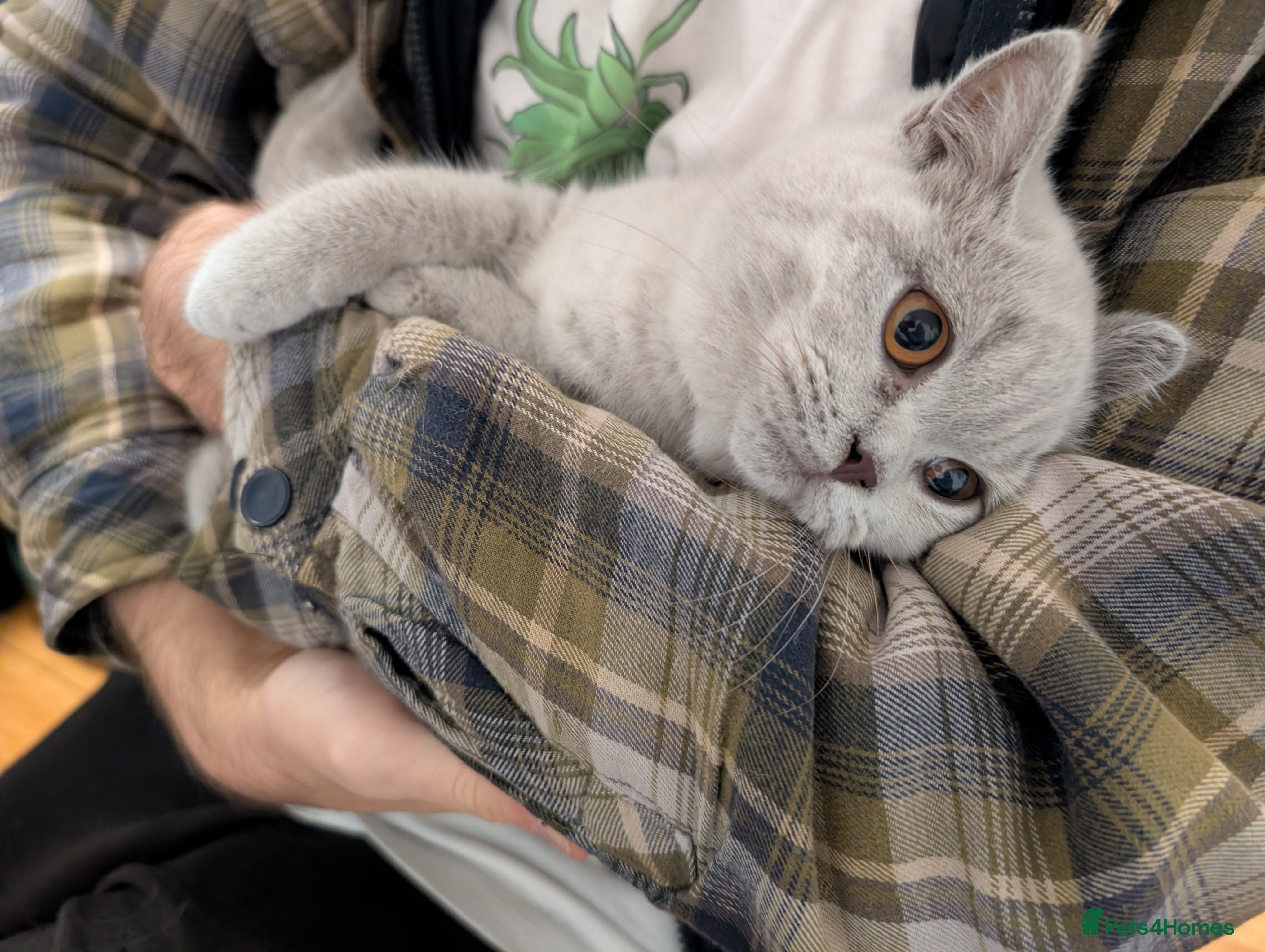 Scottish Fold cats Kitten is looking for new home 🏡 - Advert 10