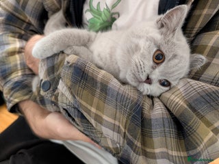 Scottish Fold cats Kitten is looking for new home 🏡 - Advert 2