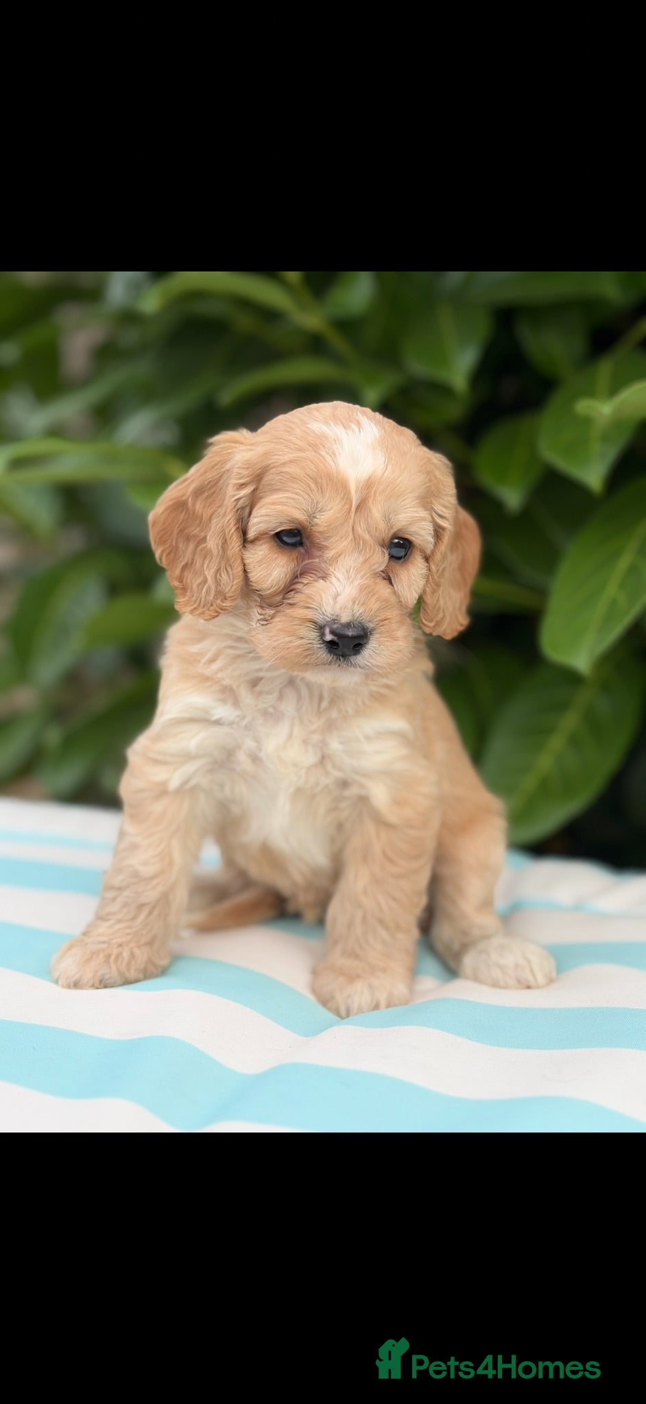 Cockapoo dogs 🎀 READY NOW MALES & FEMALES F1 🎀 - Advert 12