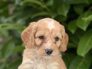 Cockapoo dogs 🎀 READY NOW MALES & FEMALES F1 🎀 - Advert 12