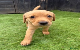 Labrador Retriever dogs for sale: Beautiful fox red Labrador pups - Image 5