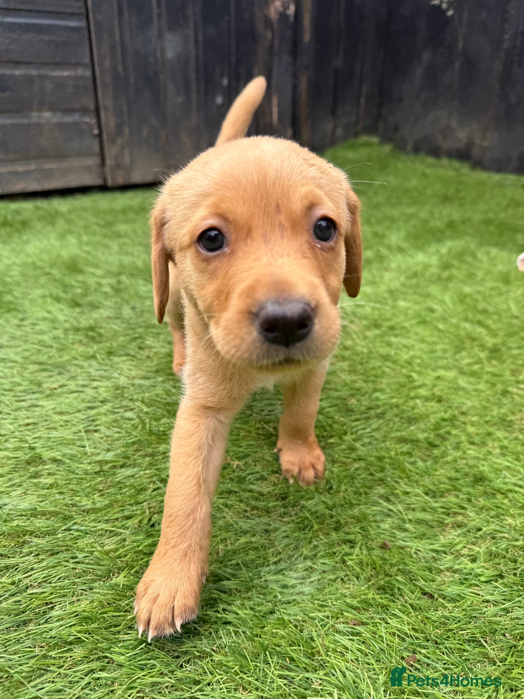 Labrador Retriever dogs for sale: Beautiful fox red Labrador pups - Image 5