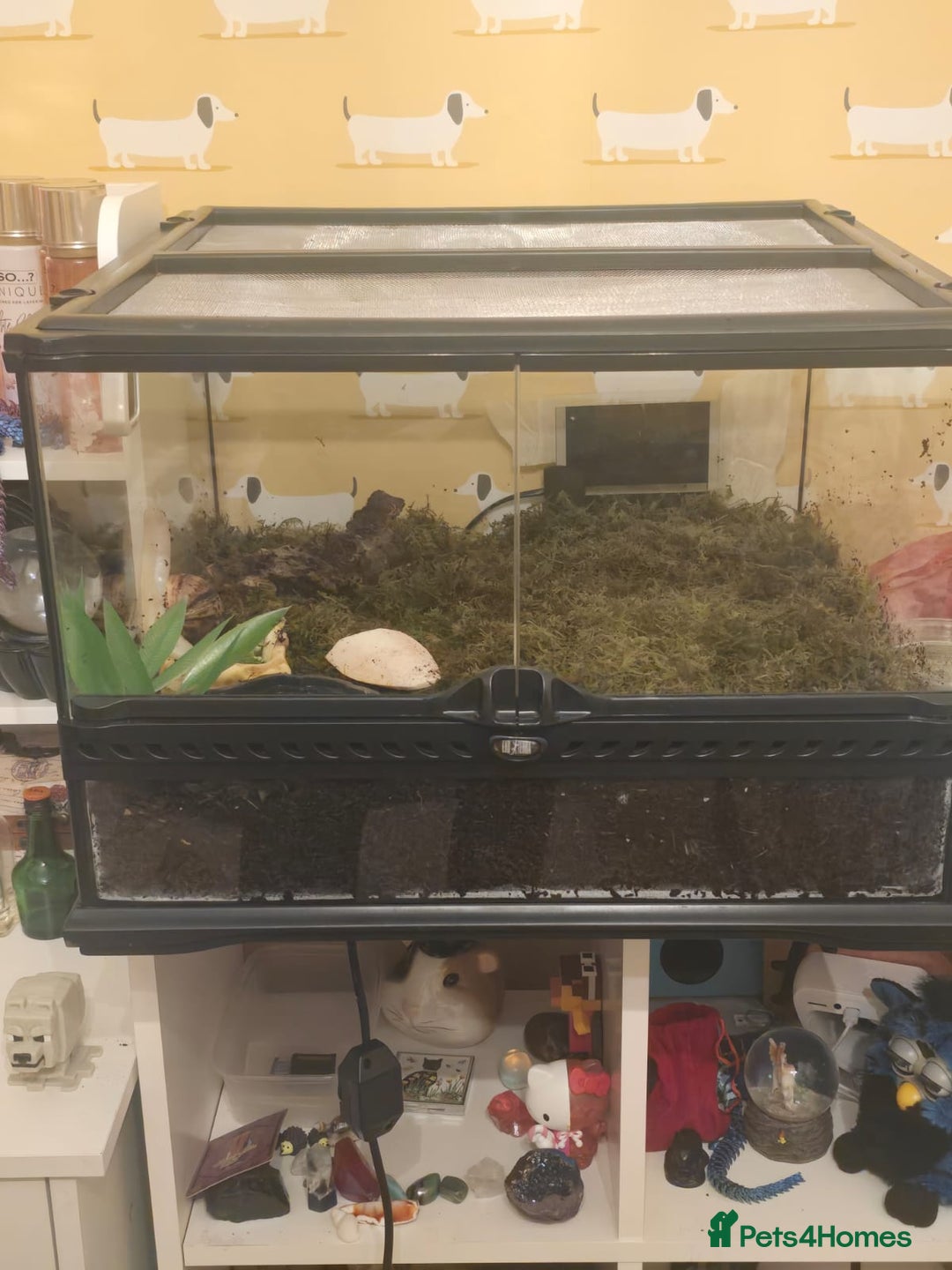 Snails invertebrates for sale: Albino Giant African Land Snail Set Up - Advert 3