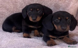Dachshund dogs for sale: ❤️ Dachshund puppies ❤️ - Image 11