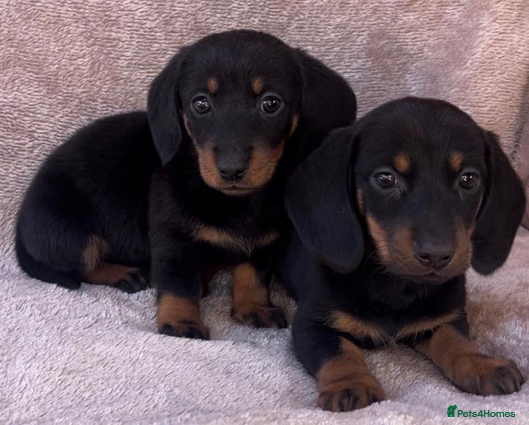 Dachshund dogs for sale: ❤️ Dachshund puppies ❤️ - Image 11