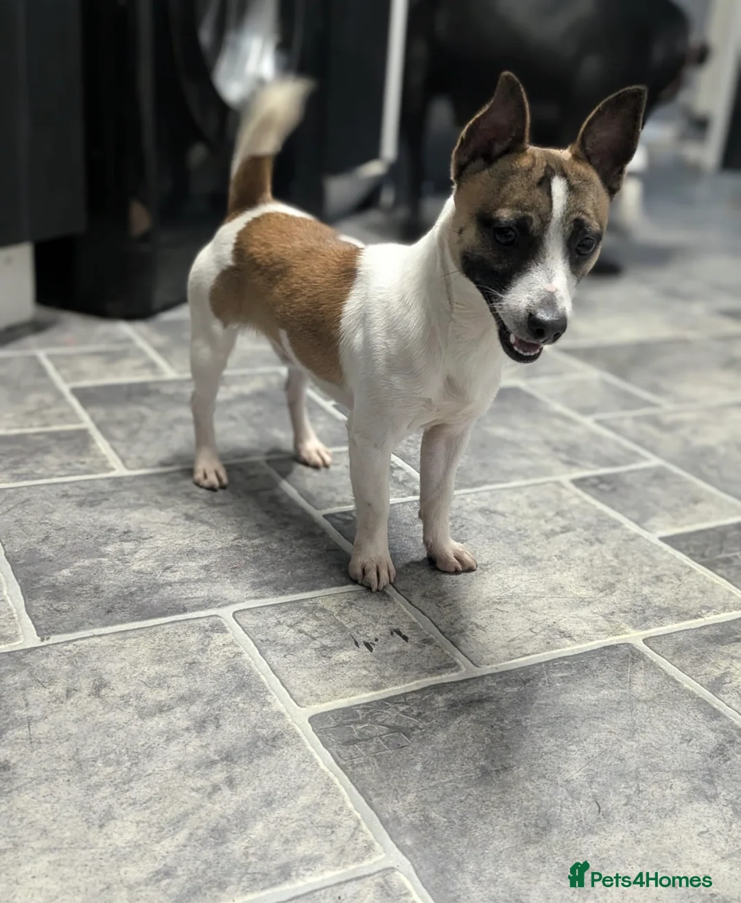 Jack Russell dogs for sale: Miniature Jack Russell  - Advert 2