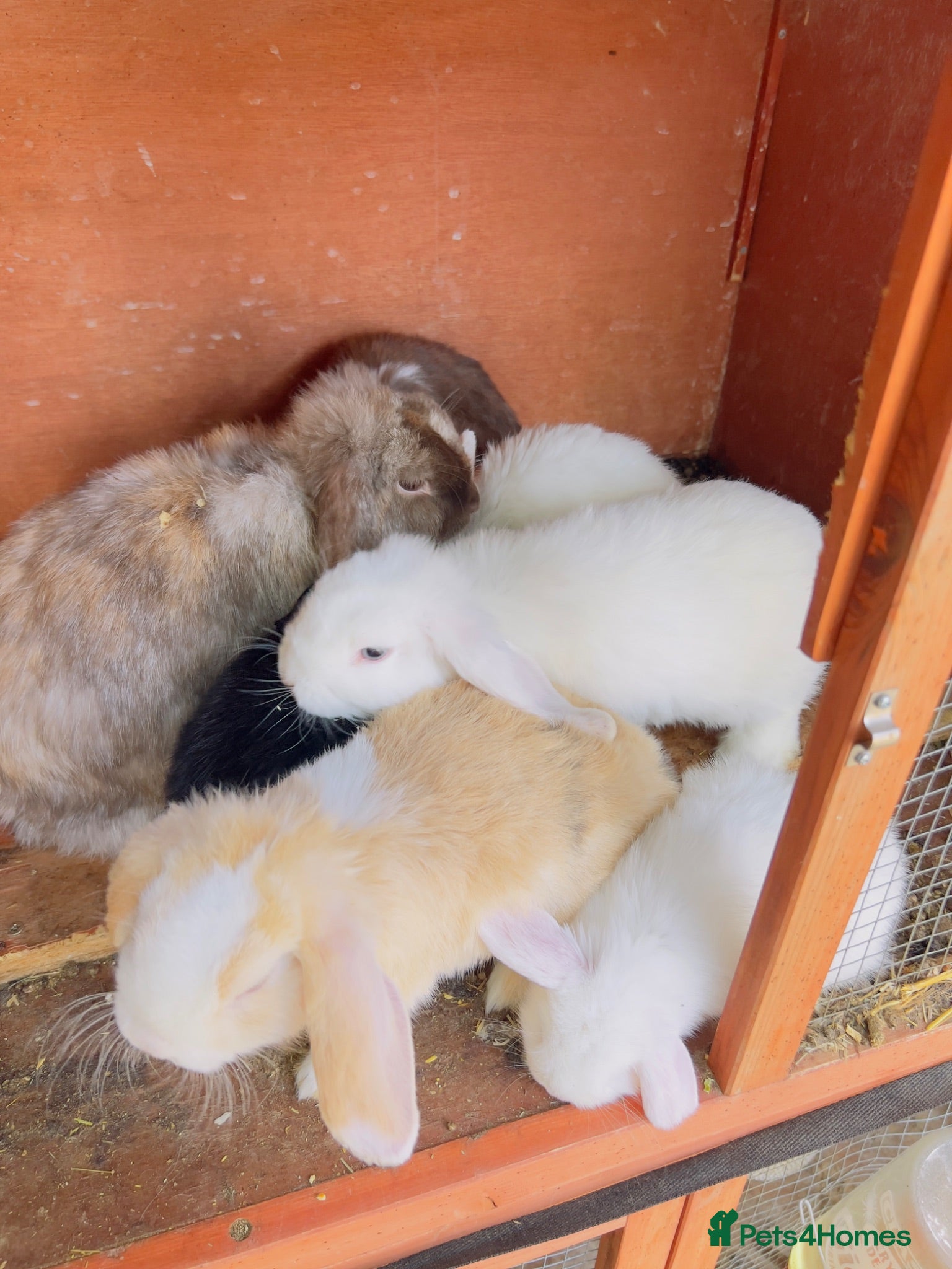 Mini Lop rabbits Rabbit  - Advert 2