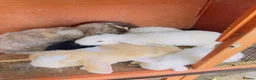 Mini Lop rabbits for sale: Rabbit  - Advert 2