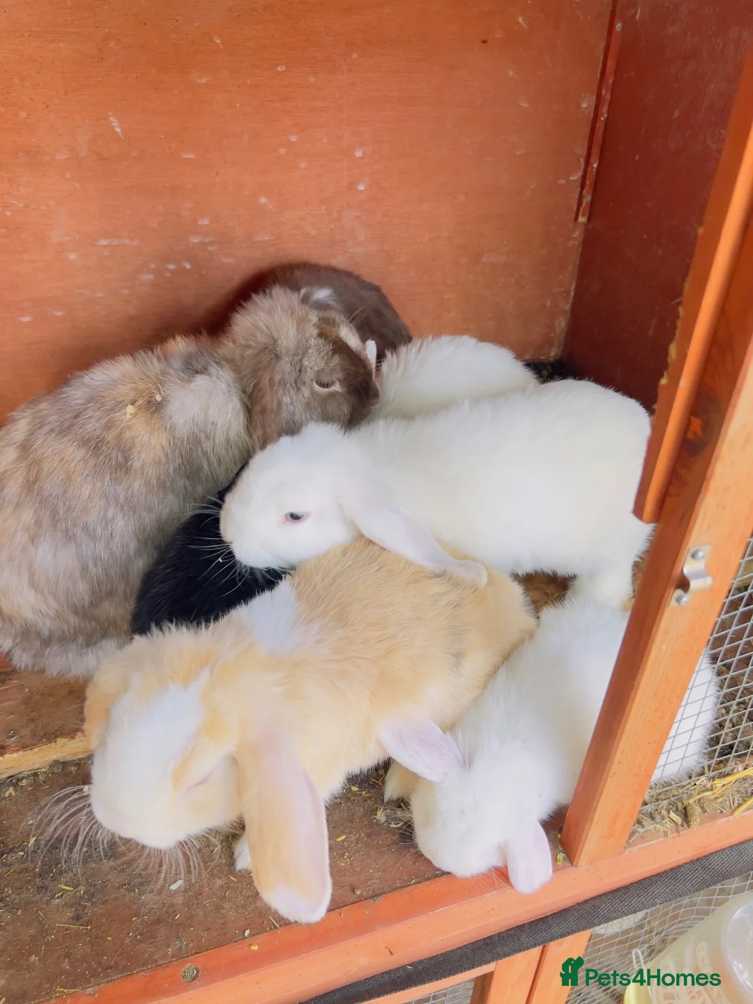 Mini Lop rabbits for sale: Rabbit  - Advert 2