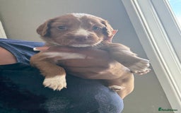 Cockapoo dogs for sale: 2 Beautiful Boy Cockapoo Puppies Left!! - Image 8