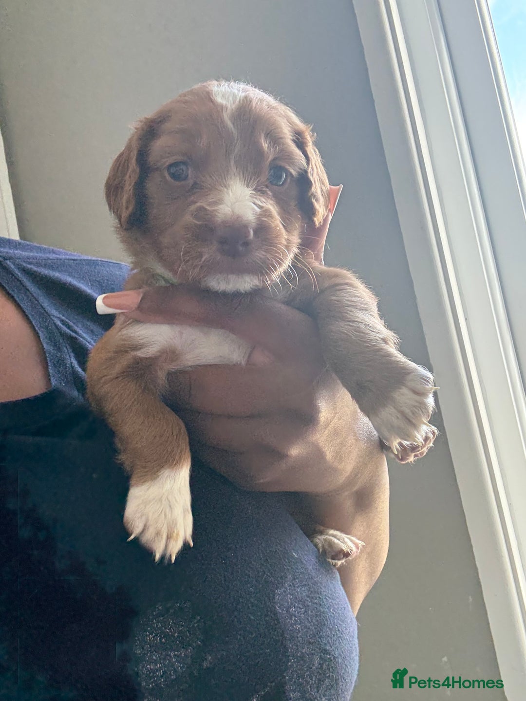 Cockapoo dogs for sale: 2 Beautiful Boy Cockapoo Puppies Left!! - Image 8