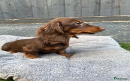 Miniature Dachshund dogs for sale: Last handsome long haired boy left ready now ! - Image 20
