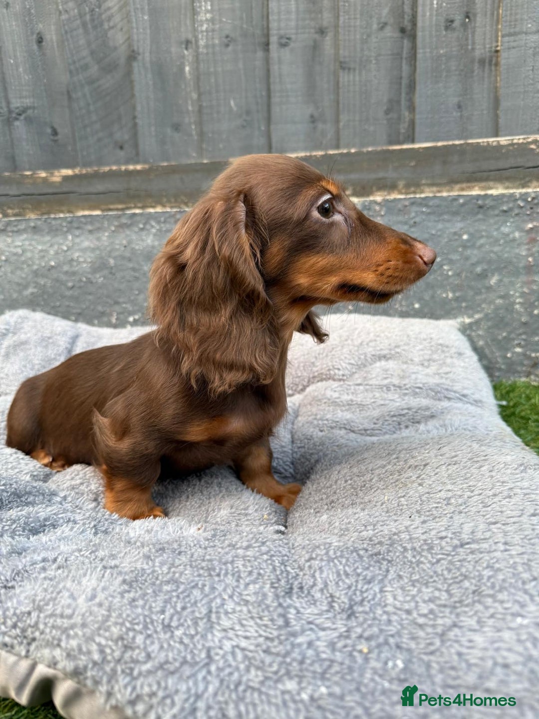 Miniature Dachshund dogs for sale: Last handsome long haired boy left ready now ! - Image 20